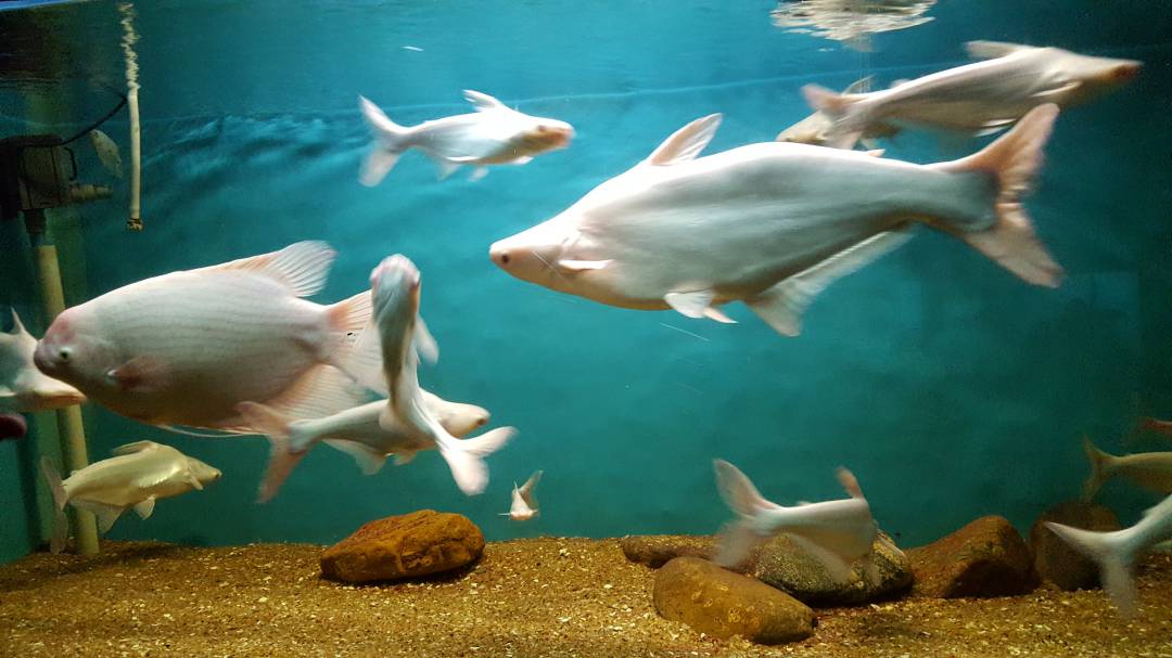 Bangalore Aquarium (6).jpg